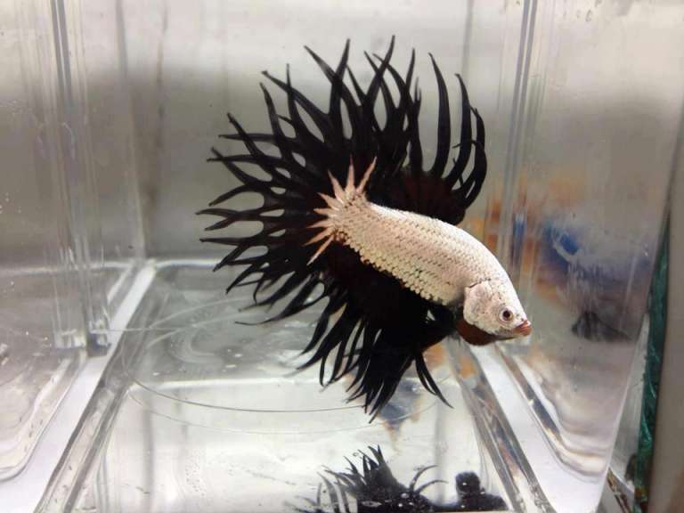 White Dragon King Crown Beta ... damn weird looking fish #animals