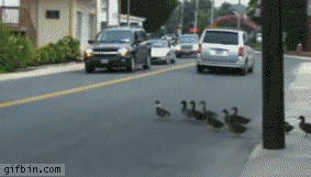 Duck crossing... lots of them #funny