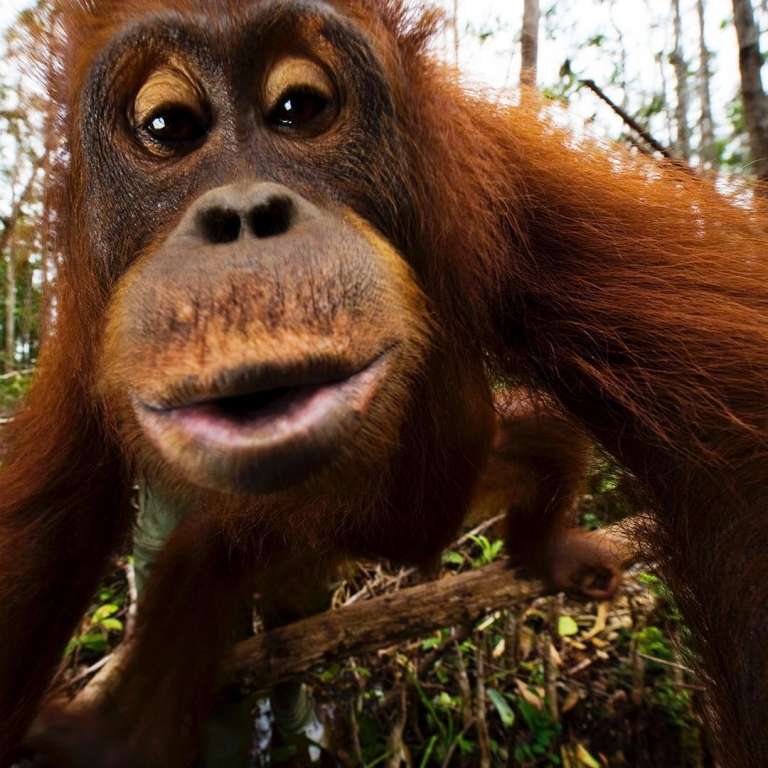 Borneo's orangutan by Mattias Klum