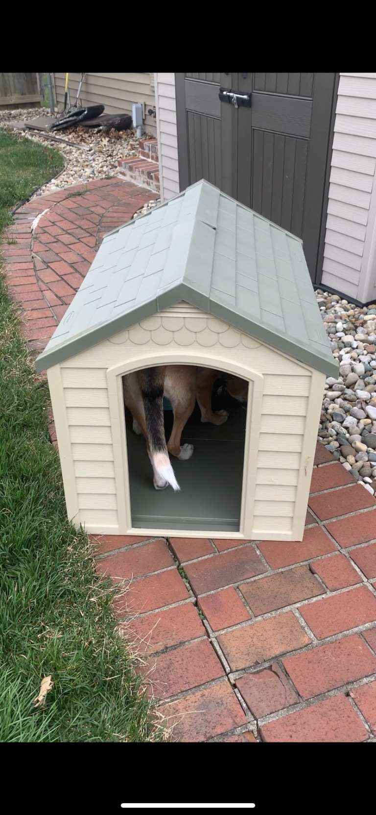 Sasha don’t really like her dog house