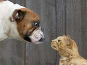Cats wont let dogs pass them - hilarious | Your daily dose of awesome
