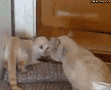 #Funny_cats: Wanna fight? I'm gonna hit you with my junk!