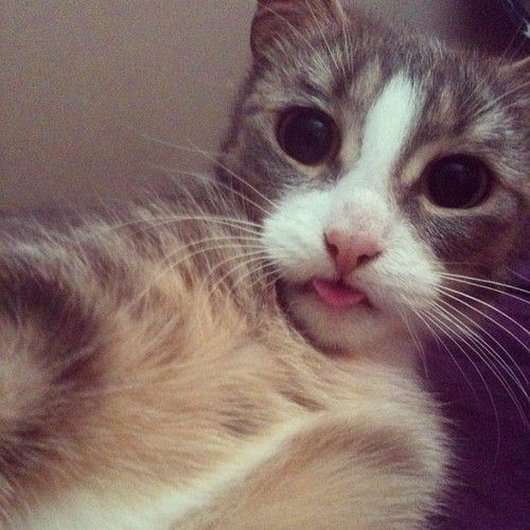 This #cat is into some #cute #selfie :)