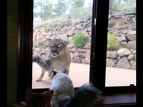 This Cat Is Not Afraid of Big Mountain Lion