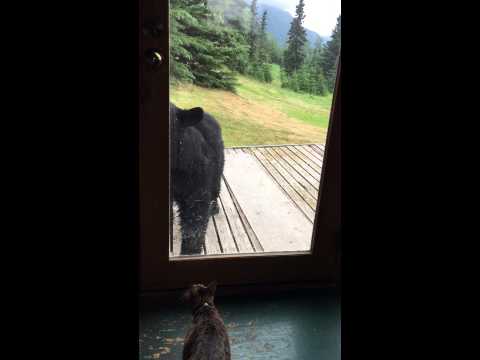 Cat Scares Off Bear