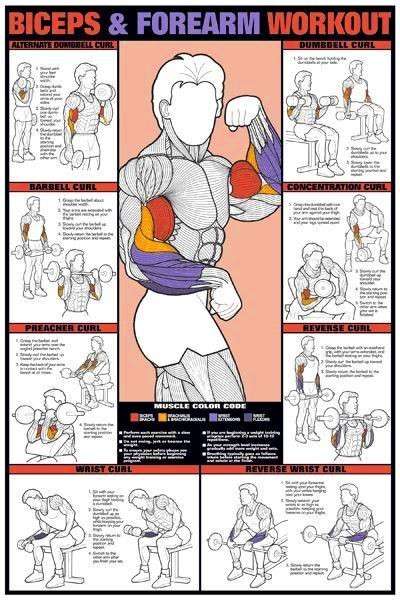 Biceps And Forearms Workout
