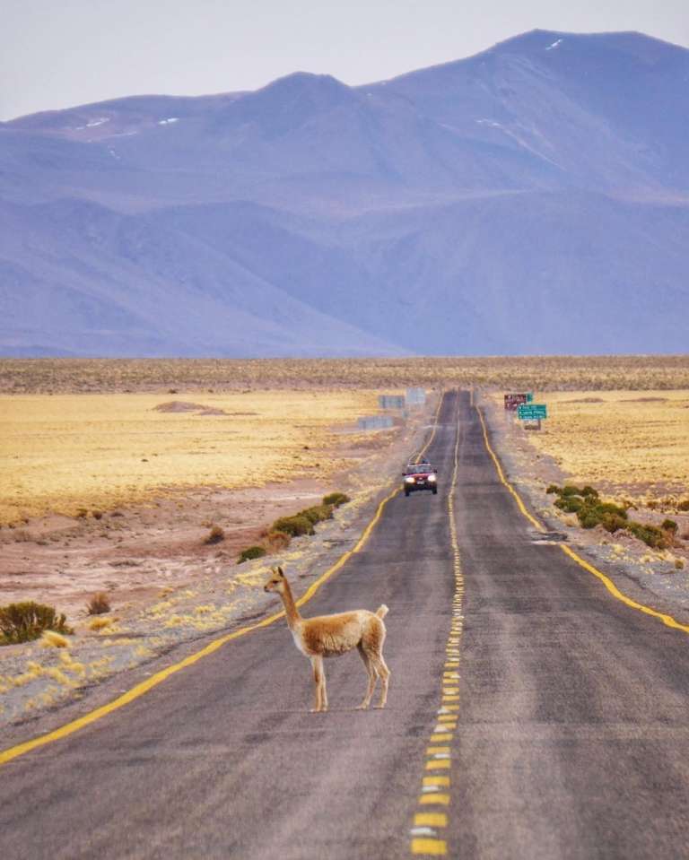 Why did the vicuña cross the road?