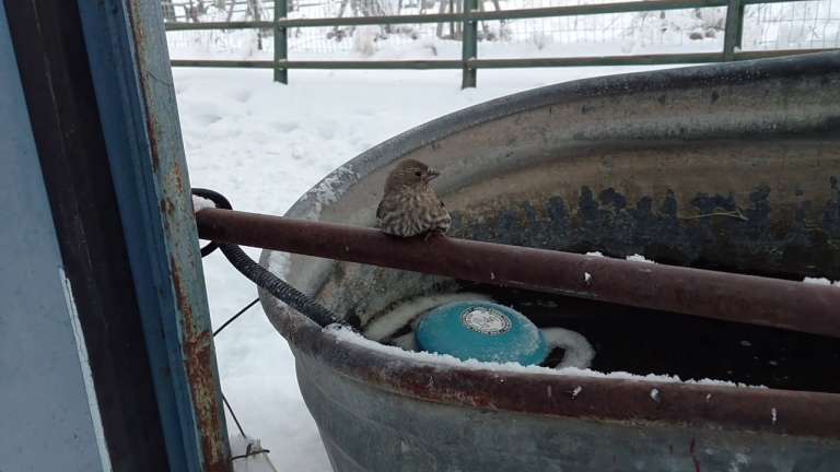 Sparrow frozen to fence says thank you after being freed