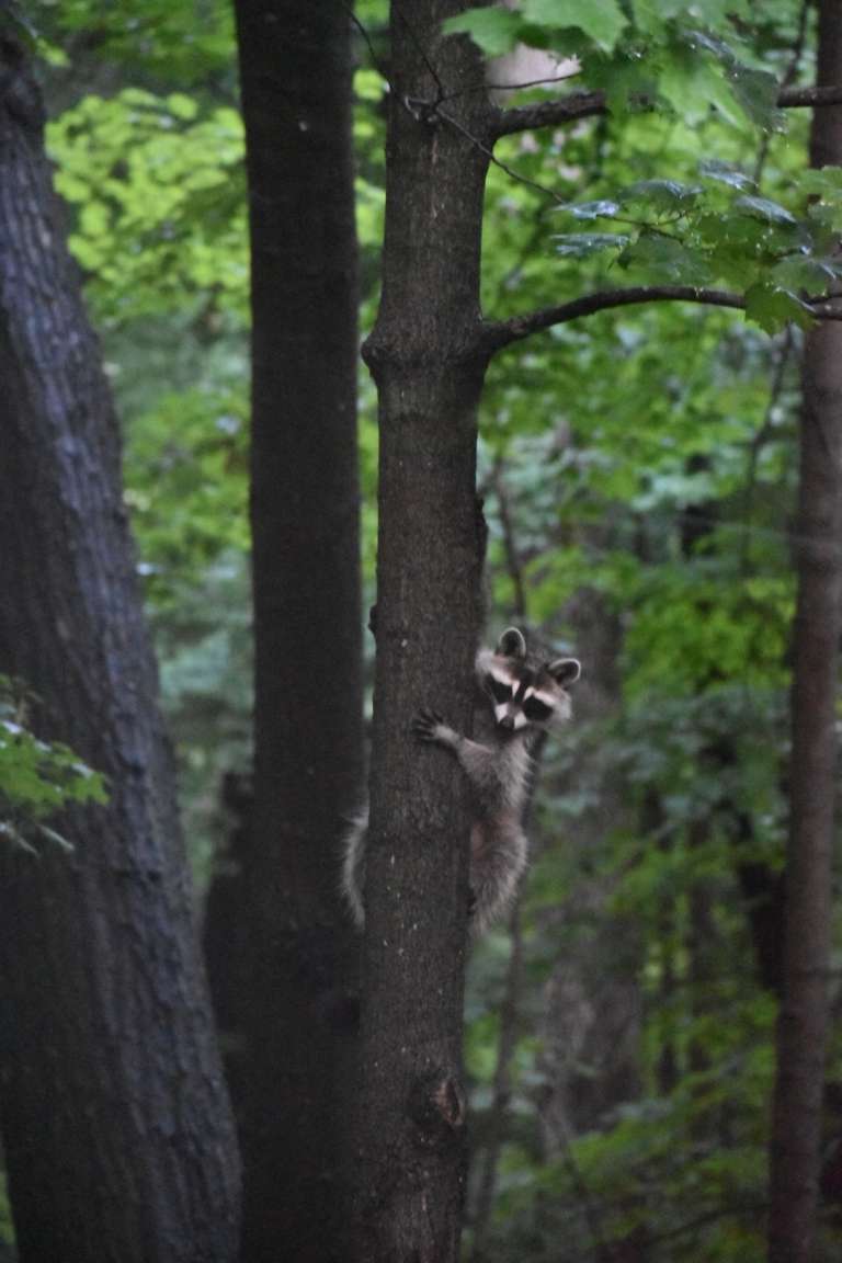 Daily nature watch