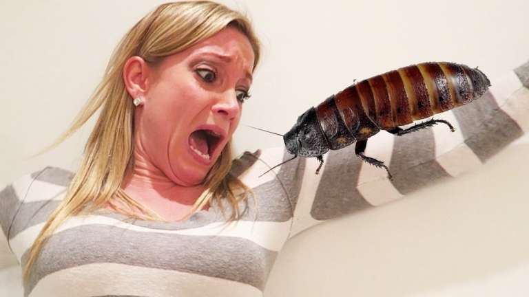 This Guy Locked His Girlfriend Inside The Bathroom With Cockroaches... Your Ears Will Bleed!