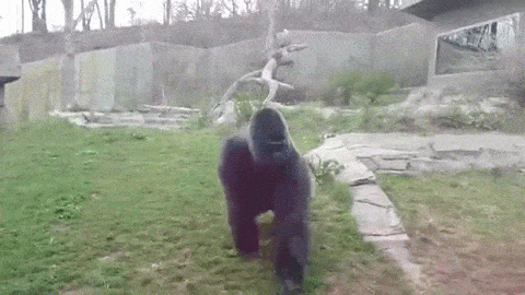 Kids inch closer to death when silverback gorilla attacks and breaks glass window!