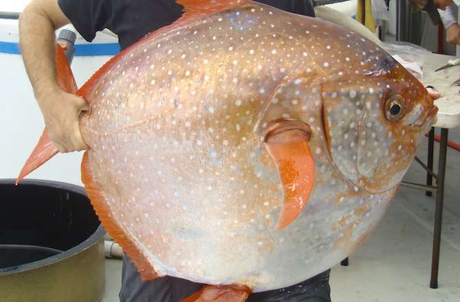 The Opah Is The First Warm-Blooded Fish Identified