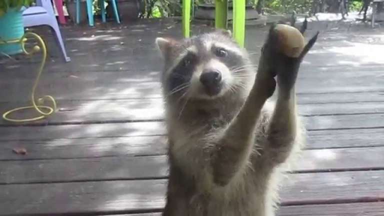 Raccoon learns to knock at the door using a stone to beg for food