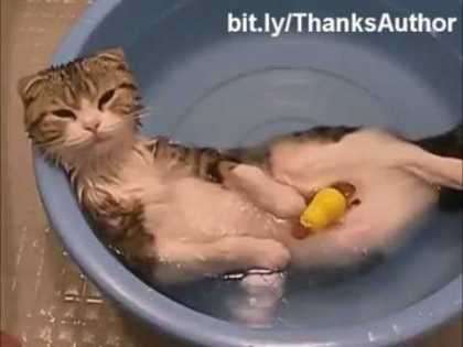 #Funny #cats in water