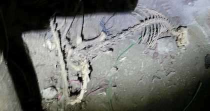 #Weird: Monster Skeleton Discovered By Cable Installer In A Basement