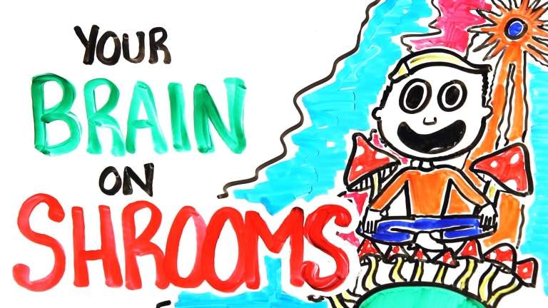 Your Brain On Shrooms
