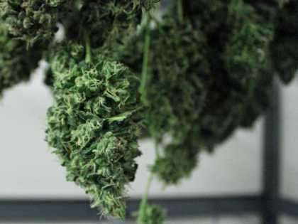 #Politics: The #Marijuana Legalization In Colorado