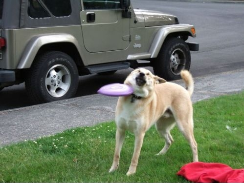 #Fail: This dog sucks at playing frisbee!
