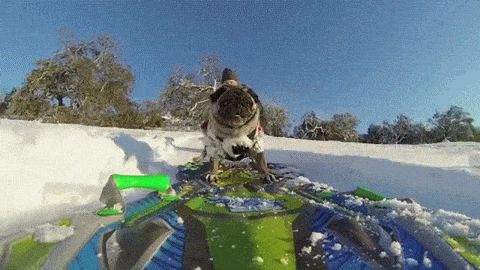 Brandy the Pug Snowboards with a #GoPro Cam