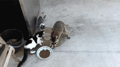 Sneaky #raccoon steals food from #cats