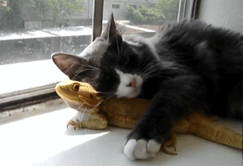 Who said cat and bearded dragon don't make a cute couple? #aww