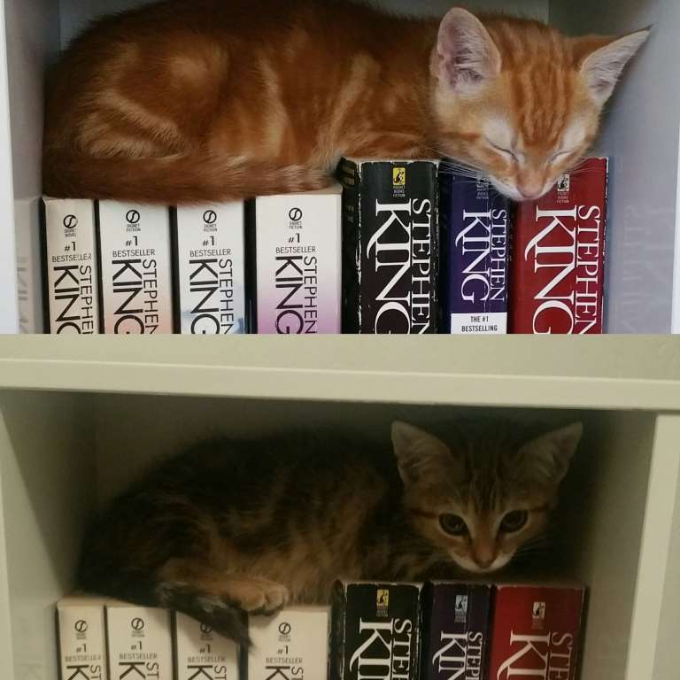 Stephen King's Cats