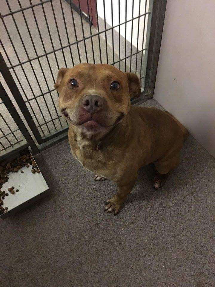 This dog up for adoption at the animal shelter ❤️