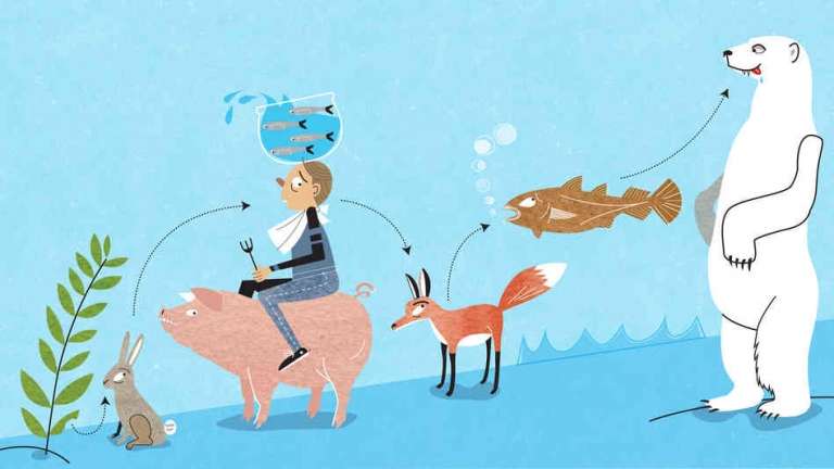 Between Pigs And Anchovies: Where Humans Rank On The Food Chain