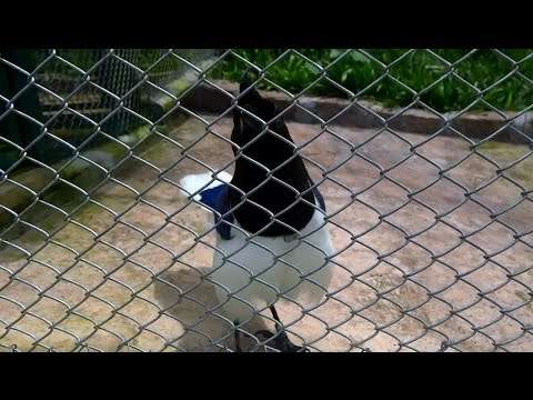 Watch This Bird And Listen How It Talks Like A Computer Game... #Awesome!