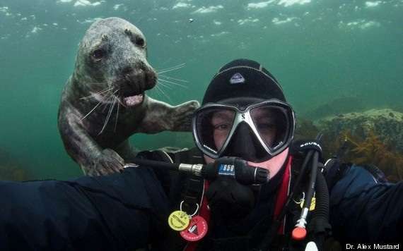 #Funny Seal #Photobomb