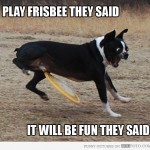 Dog frisbee hit in the nuts!