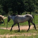 This is one of my 4 horses I own at my 40 acre property