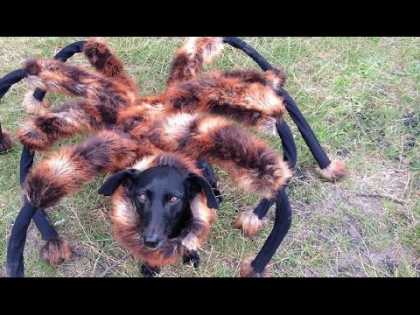 A Mutant Giant Spider #Dog Running To People Is One Of The Funniest Youtube #Prank