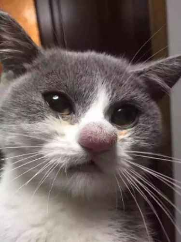 Cat vs Bee = Swollen Nose