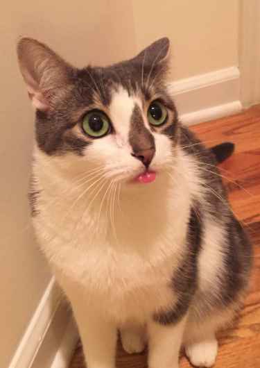 Why do cats stick their tounge out?