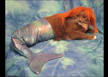 This cat celebrates #halloween as a mermaid... meow!