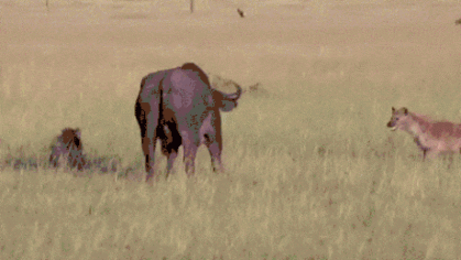 Hyena bites buffalo's nutsack for lunch... #ouch