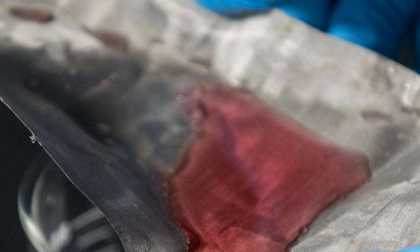 Scientists develop mesh that captures oil but lets water through