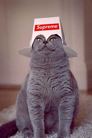 Cat Supreme #aww