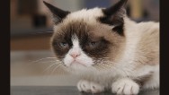 Grumpy Cat's going Hollywood #aww