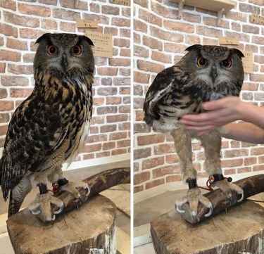 Did you know that owl have long legs? Now you know. 🤔