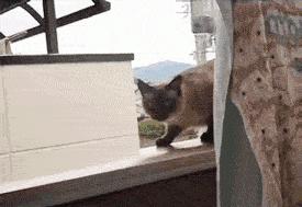 Cat Of Steel #Funny_Animals