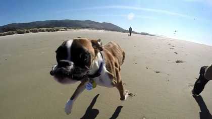 Two Legged #Dog 'Duncan Lou Who' Running on the Beach!