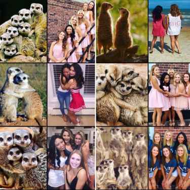 Ever noticed how sorority girls pose like meerkats in their photos?