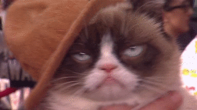 Grumpy Cat Is on the MTV Movie Awards sporting Pharrell's famous hat