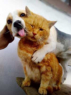Garfield and Odie #aww