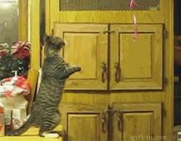 Cat almost had it... #Funny_Animals #cats
