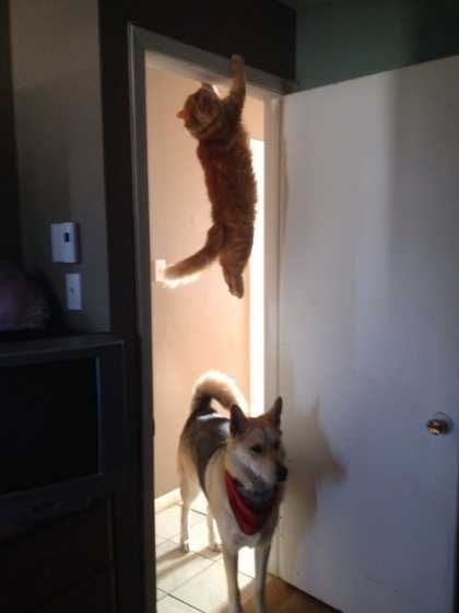 #Funny: Where did that cat go?