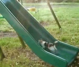 Cat climbing on the slide #Funny_Animals #cats