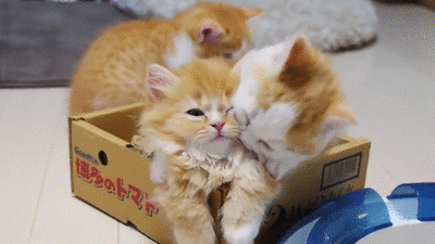 These #cats are overly attached to each other.... #aww